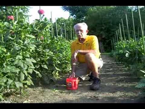 Fertilizing Dahlias