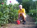 Fertilizing Dahlias Fertilizing Dahlias