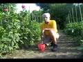 Fertilizing Dahlias