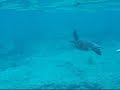 Hinge family snorkeling in Hawaii Hinge family snorkeling in Hawaii