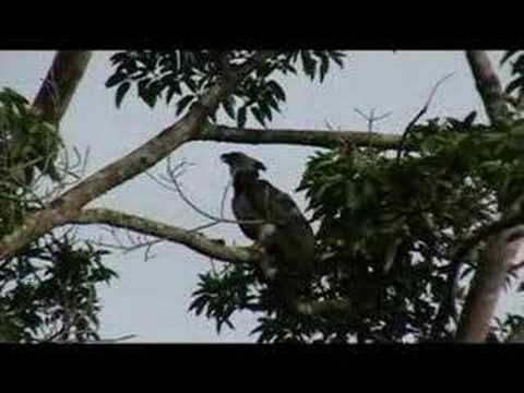 harpy eagle