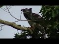 Harpy Eagle