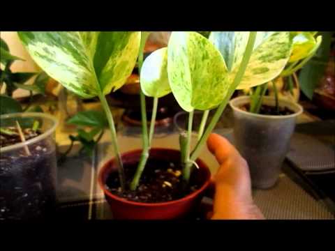 how to replant pothos