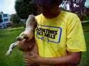 .: American Pit Bull Terrier :.