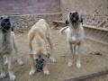 videos de Konya Altınekin Çoban Köpekleri [from Tansel KÖROĞLU]