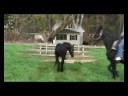WOW Friesian filly by RAVEN WOW Friesian filly by RAVEN