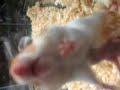 Cute and funny hamster baby!