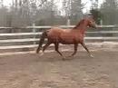 Rhumba, Ster (Idocus x Wanroij) Rhumba, Ster (Idocus x Wanroij)