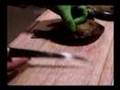 Bluegill filleting technique