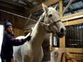 videos de A talking Trakehner