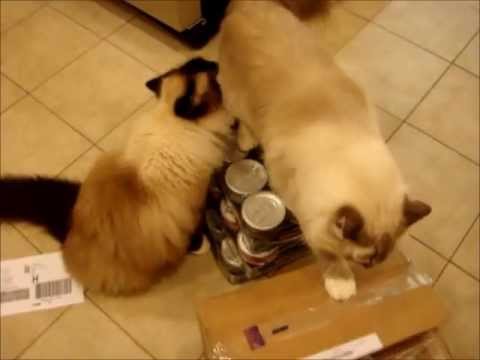 Lotus Canned Cat Food Review Salmon & Vegetable Pâté 0 Lotus Canned Cat Food Review Salmon & Vegetable Pâté