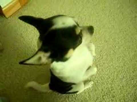 chihuahua