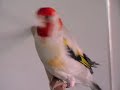Darrrrek - Breeding carduelis major WITKOP mutation male