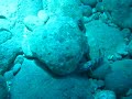 Octopus vs Grouper Octopus vs Grouper
