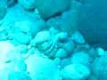 Octopus vs Grouper