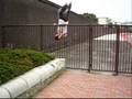 videos de WALLS