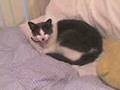 videos de the cool cat