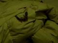 videos de better video of twitch the leopard gecko