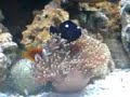 Clown fish and sea anemone in aquarium Clown fish and sea anemone in aquarium