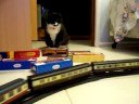 Our Cat