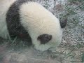 Tai Shan in the Snow