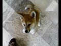 My Akita Inu Puppy 3 months #2
