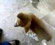 Akita Inu video