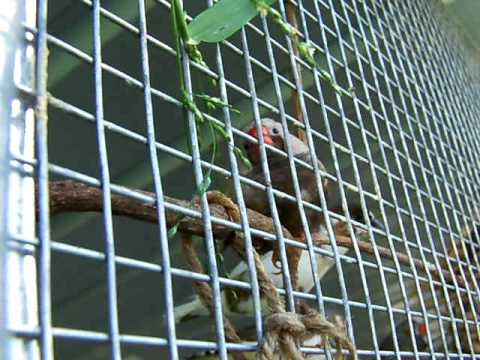 how to cure zebra finches