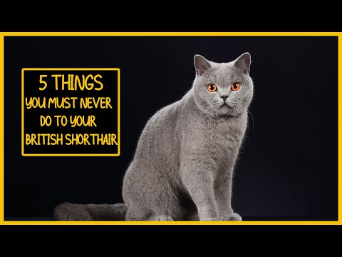 5 Things You Must Never Do to Your British Shorthair