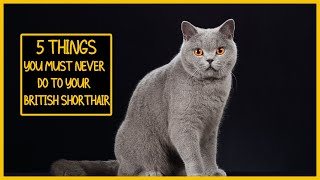 5 Things You Must Never Do to Your British Shorthair