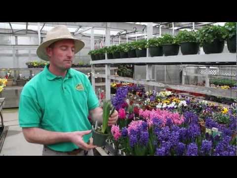 how to replant a hyacinth