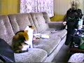 Kyo plays with cat