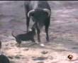 bull-terrier-toro