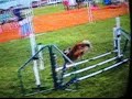 Poodle Club AKC 6/27-6/30 *MACH Boing!*