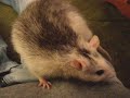 Ted The Rat Tribute Ted The Rat Tribute