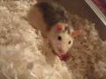 videos de Ted The Rat Tribute