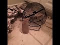 Hamsters digs the wheel 2. March 1st... #hamster #syrianhamster #pets #animals #dogs #cats #petco
