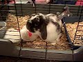 My Baby Oreo Lop ear rabbit