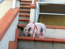 susy pig ha paura delle scale