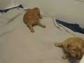 Golden Retriever Puppies 25 days old. Golden Retriever Puppies 25 days old.