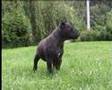 Staffordshire Bull Terrier Puppies