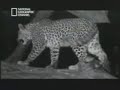 Leopar ve yeni dogmus maymun yavrusu