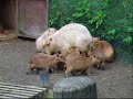 Seven Hungry Baby Capybaras