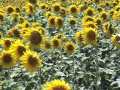 Girasoles campos de Rota