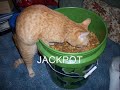 My Pets! A lil icanhascheezburger tribute