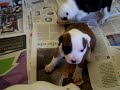 ?teniatka Staford?�rskeho bulterier