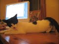 MooMoo the Cat has an affair with beer can MooMoo the Cat has an affair with beer can