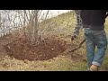 Chris Orser Landscaping; Shrub tansplanting