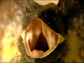 Frilled-neck lizard