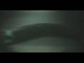 the eel